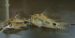 Hoplisoma habrosum