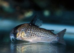 Hoplisoma kanei