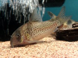 Hoplisoma kanei