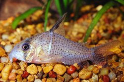 Hoplisoma kanei