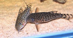 Hoplisoma knaacki