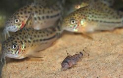 Hoplisoma knaacki