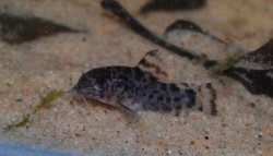 Hoplisoma knaacki
