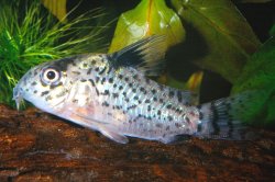 Hoplisoma leucomelas