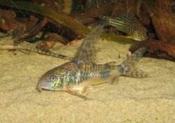 Hoplisoma longipinne - Click for species page