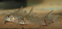 Hoplisoma loretoense