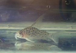 Hoplisoma loretoense