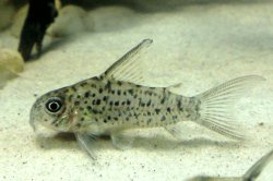 Hoplisoma loretoense