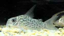 Hoplisoma loretoense