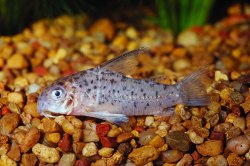 Hoplisoma loretoense