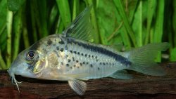 Hoplisoma loxozonum