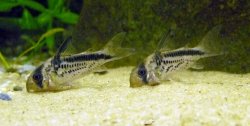 Hoplisoma loxozonum