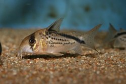 Hoplisoma loxozonum