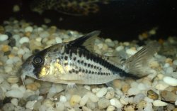 Hoplisoma loxozonum
