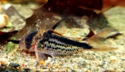 Hoplisoma loxozonum