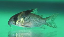 Hoplisoma melanistium - Click for species page