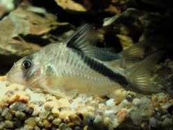 Hoplisoma melini