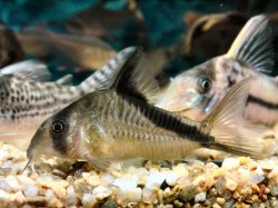 Hoplisoma melini