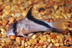 Hoplisoma melini