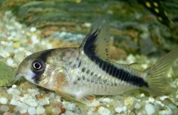 Hoplisoma melini