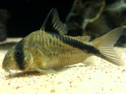 Hoplisoma melini