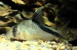 Hoplisoma melini