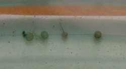Hoplisoma metae