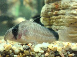 Hoplisoma metae