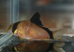Hoplisoma metae