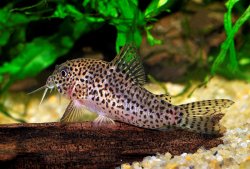Hoplisoma multimaculatum - Click for species page
