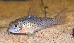 Hoplisoma multimaculatum