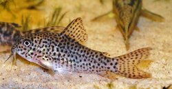 Hoplisoma multimaculatum