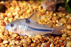 Hoplisoma nattereri