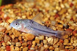 Hoplisoma nattereri