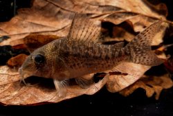 Hoplisoma noxium
