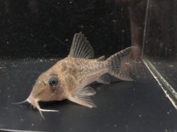 Hoplisoma noxium