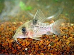 Hoplisoma noxium