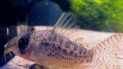 Hoplisoma noxium