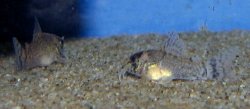 Hoplisoma oiapoquense