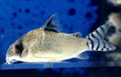 Hoplisoma oiapoquense