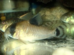 Hoplisoma oiapoquense