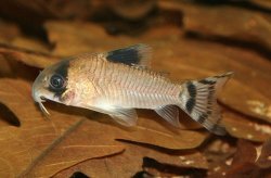 Hoplisoma oiapoquense