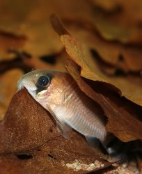 Hoplisoma oiapoquense