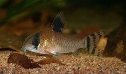 Hoplisoma oiapoquense