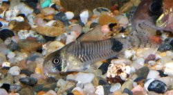 Hoplisoma ortegai