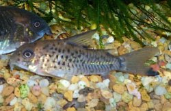 Hoplisoma osteocarus