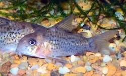 Hoplisoma osteocarus
