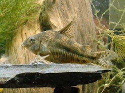 Hoplisoma paleatum