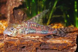 Hoplisoma paleatum