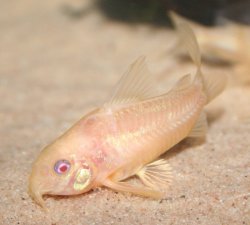 Hoplisoma paleatum